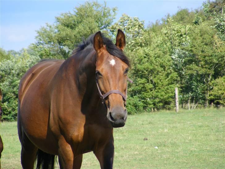 Dansk Varmblod Line - Velkommen til Line´s profil <3 billede 1