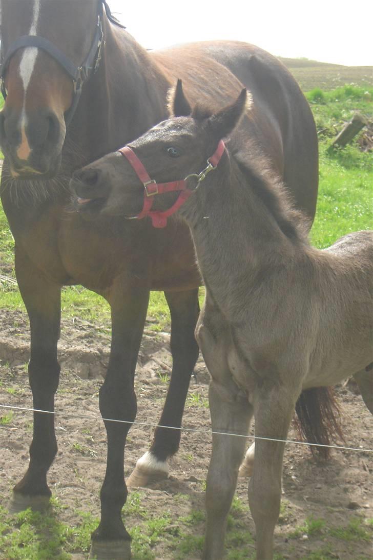 Anden særlig race Bacardi billede 9