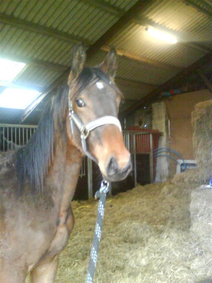 Dansk Varmblod storåens Faust billede 2