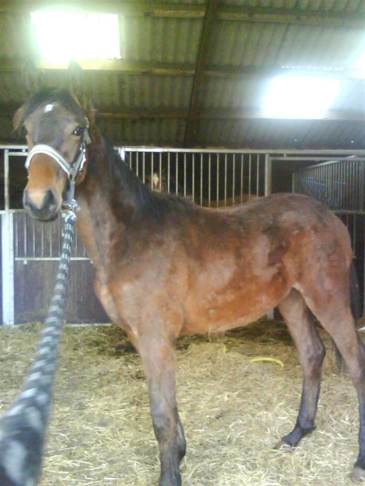 Dansk Varmblod storåens Faust billede 4