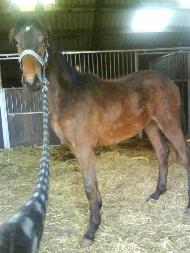 Dansk Varmblod storåens Faust billede 5