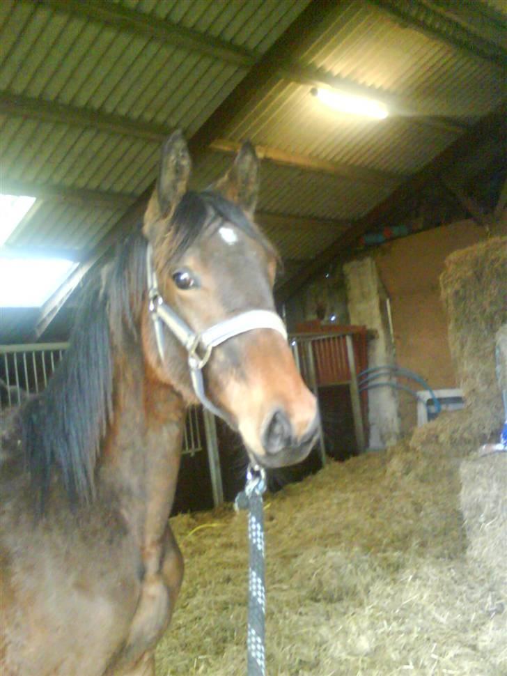 Dansk Varmblod storåens Faust billede 6