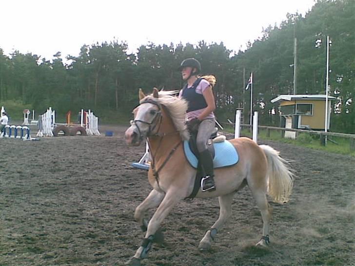 Haflinger sander (Gl. part) - opvarmning til springundervsning billede 17