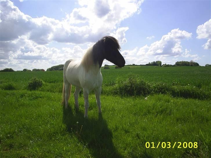 Islænder Krummi fra Nørmark "SOLGT billede 18