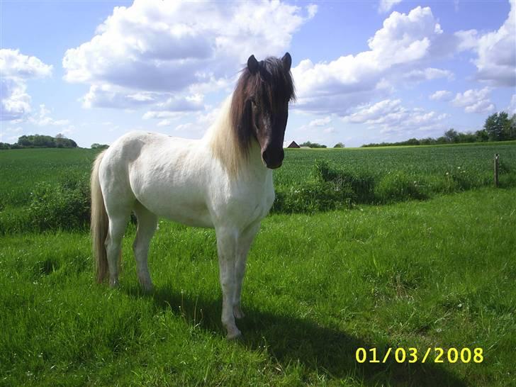 Islænder Krummi fra Nørmark "SOLGT billede 19