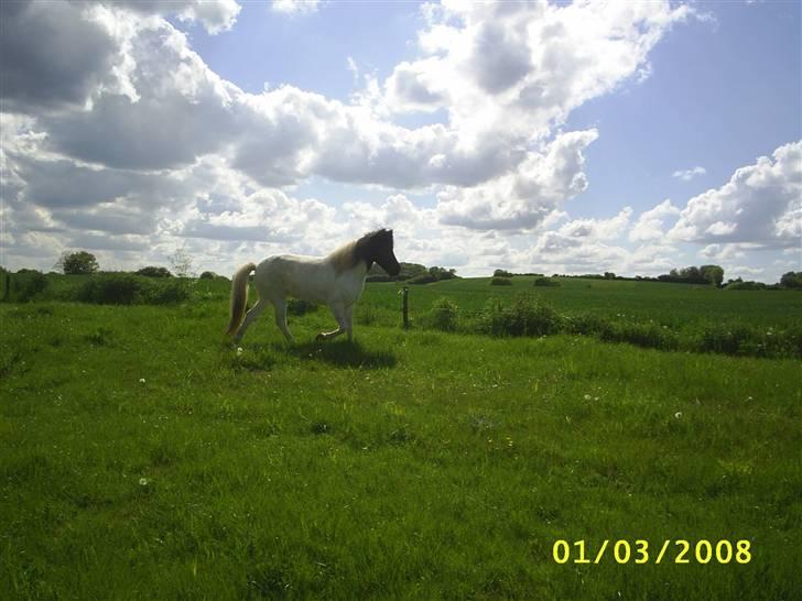 Islænder Krummi fra Nørmark "SOLGT billede 20