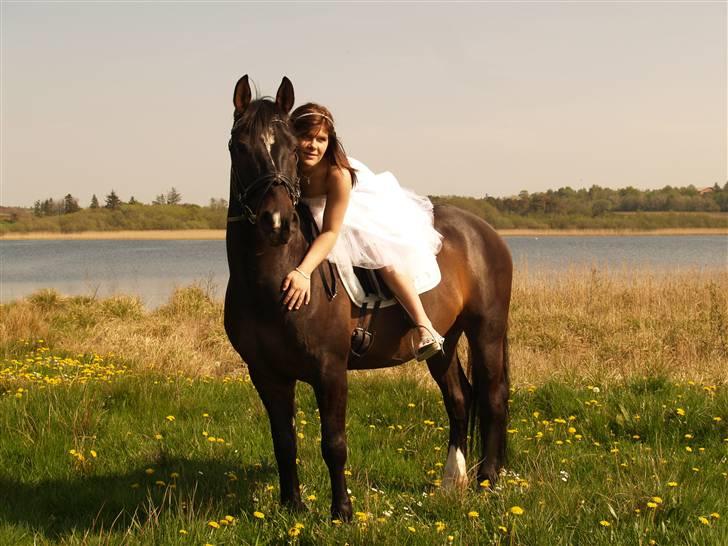 Welsh Cob (sec D) Tecno (solgt) - Mig og Tecno til min konfi (: billede 9