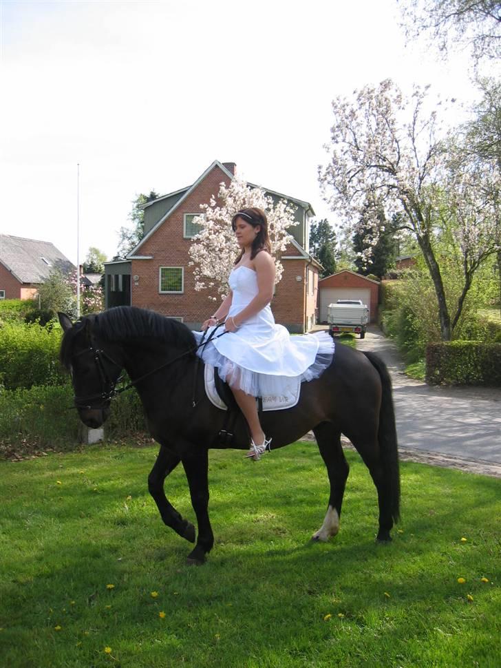 Welsh Cob (sec D) Tecno (solgt) - Han kom til min konfirmation (: Han er jordens bedste ponyhest (: billede 10