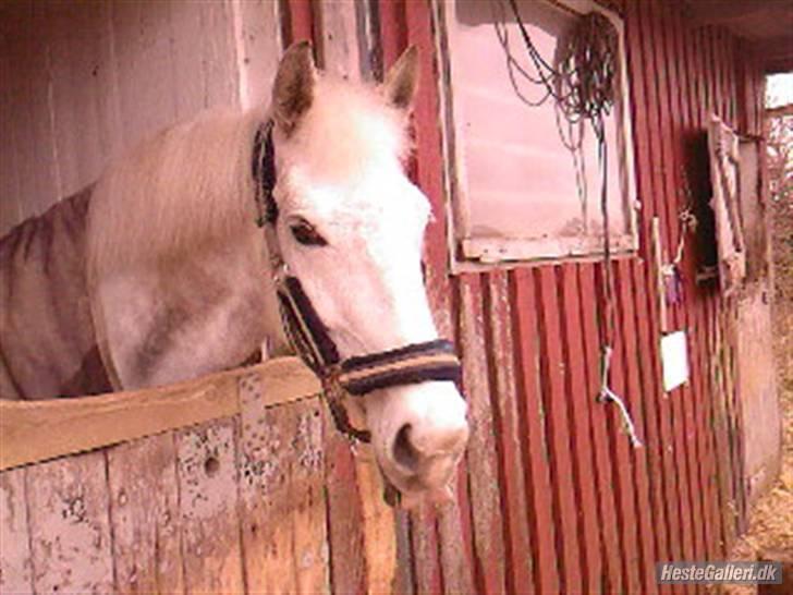 Anden særlig race Mona *gammel part* - velkommen til mona`s profil! læg gerne en bedømmelse og en kommentar!foto:mig billede 1