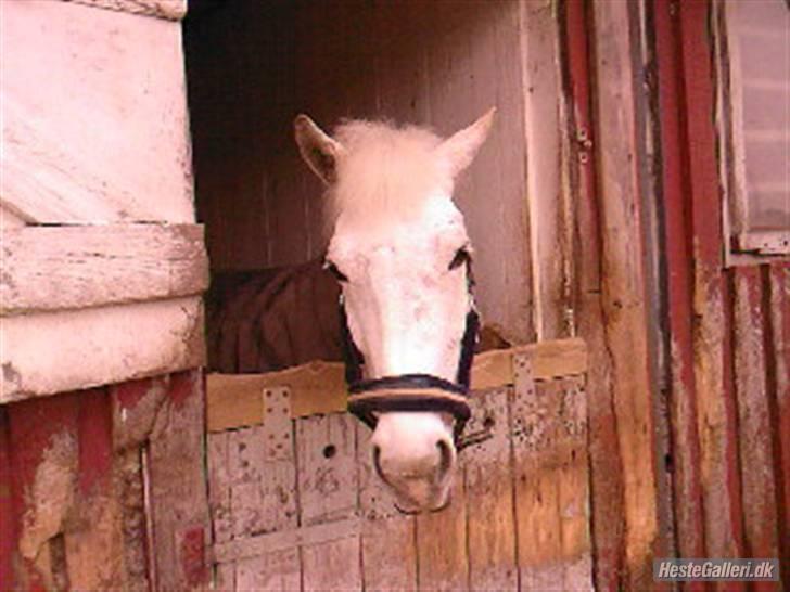 Anden særlig race Mona *gammel part* - smukkeste<3(ørene)foto:mig billede 2