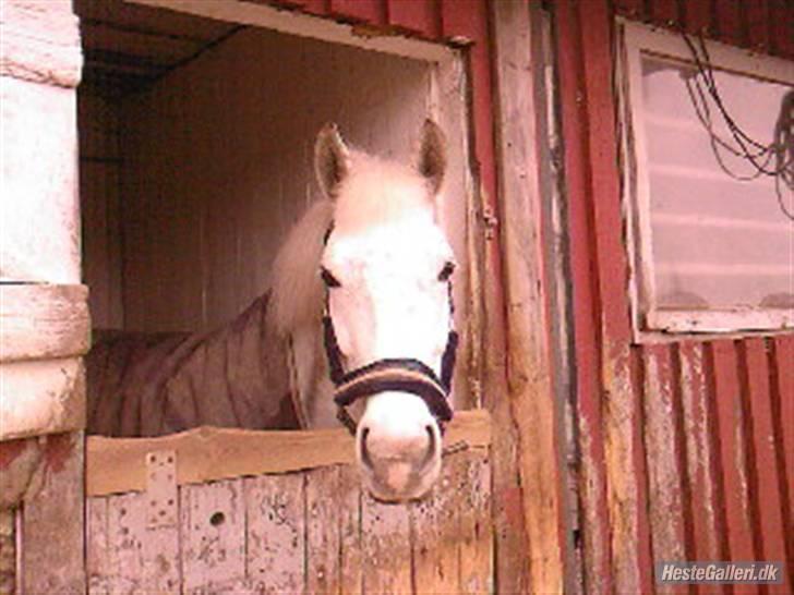 Anden særlig race Mona *gammel part* - hvad laver du?foto:mig billede 3