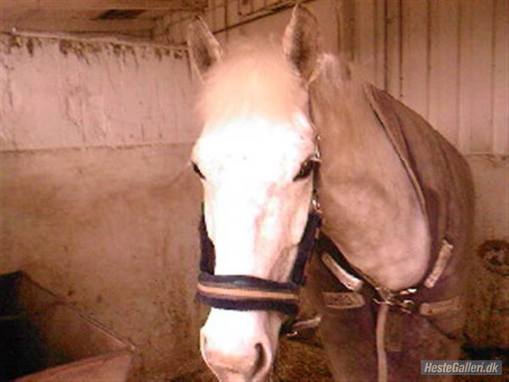 Anden særlig race Mona *gammel part* - ihh..jeg var lige faldet i søvn!foto:mig billede 4