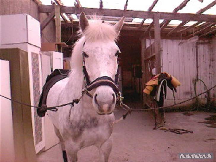 Anden særlig race Mona *gammel part* - ska vi snart du og ride mathilde?foto:mig billede 5