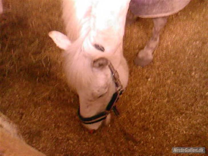 Anden særlig race Mona *gammel part* - er der mon noget hø tilbage?foto:mig billede 6