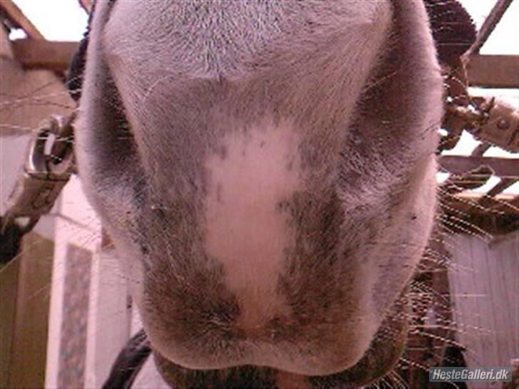 Anden særlig race Mona *gammel part* - mona`s smukke mule!foto:mig billede 7