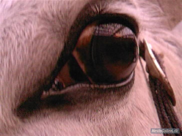 Anden særlig race Mona *gammel part* - verdens smukkeste øje<3foto:mig billede 8