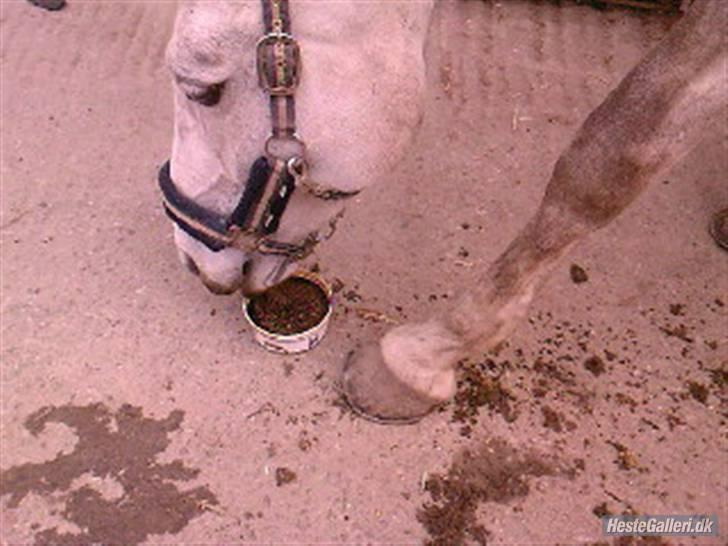 Anden særlig race Mona *gammel part* - mmh...elsker sliksten!med lakrids; min ynglings!foto:mig billede 9