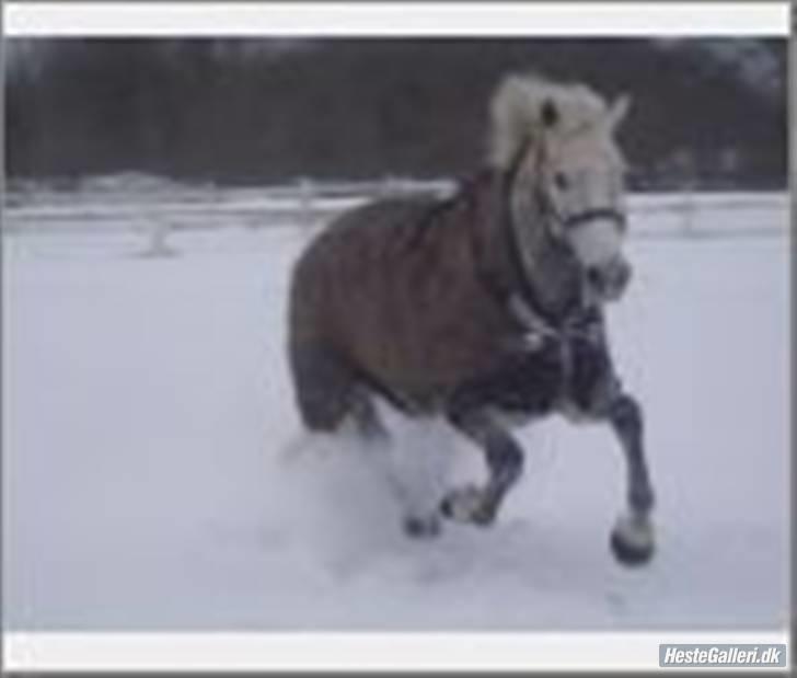 Anden særlig race Mona *gammel part* - Jubiiifuld galop på folden en vinter dag!foto:mig billede 10