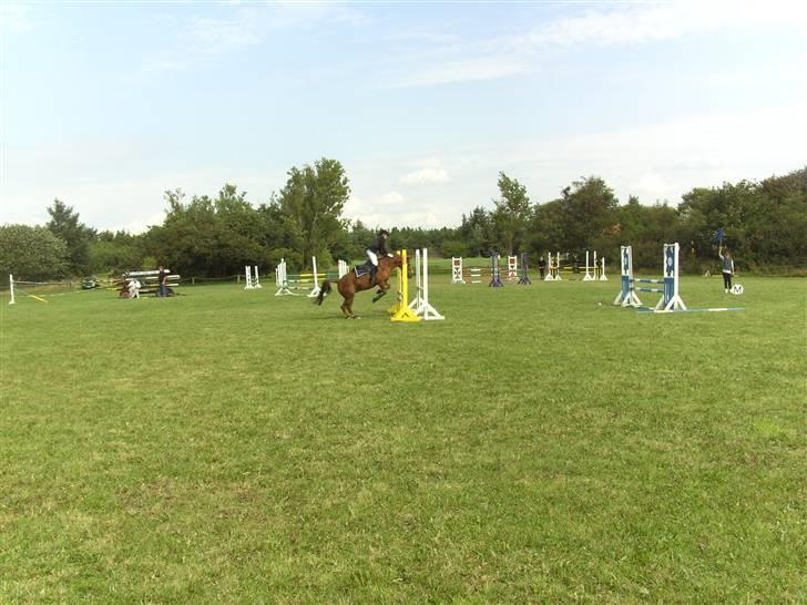 Anden særlig race Aschia - SOLGT - LA i blåvandshuk .. 1. plads - billedet er dog taget lidt langt fra .. :s billede 18