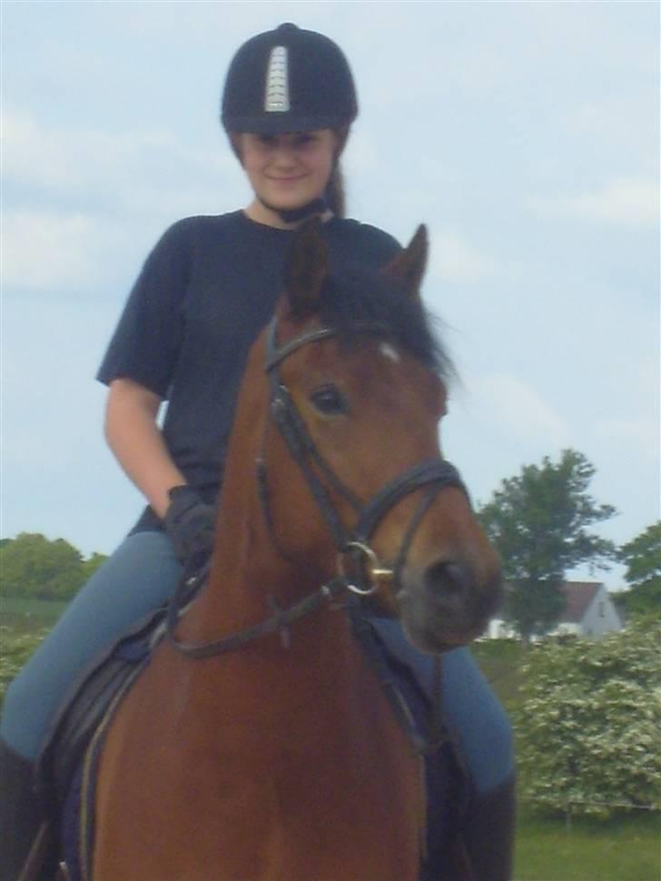 Anden særlig race Brutus billede 5