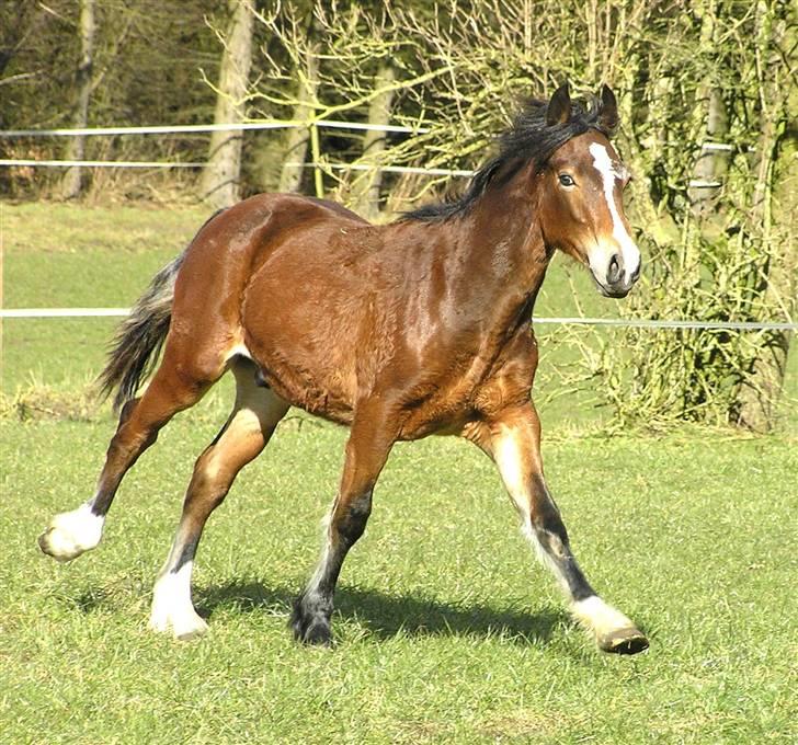 Welsh Cob (sec D) Bjerregårds Valentino  billede 5