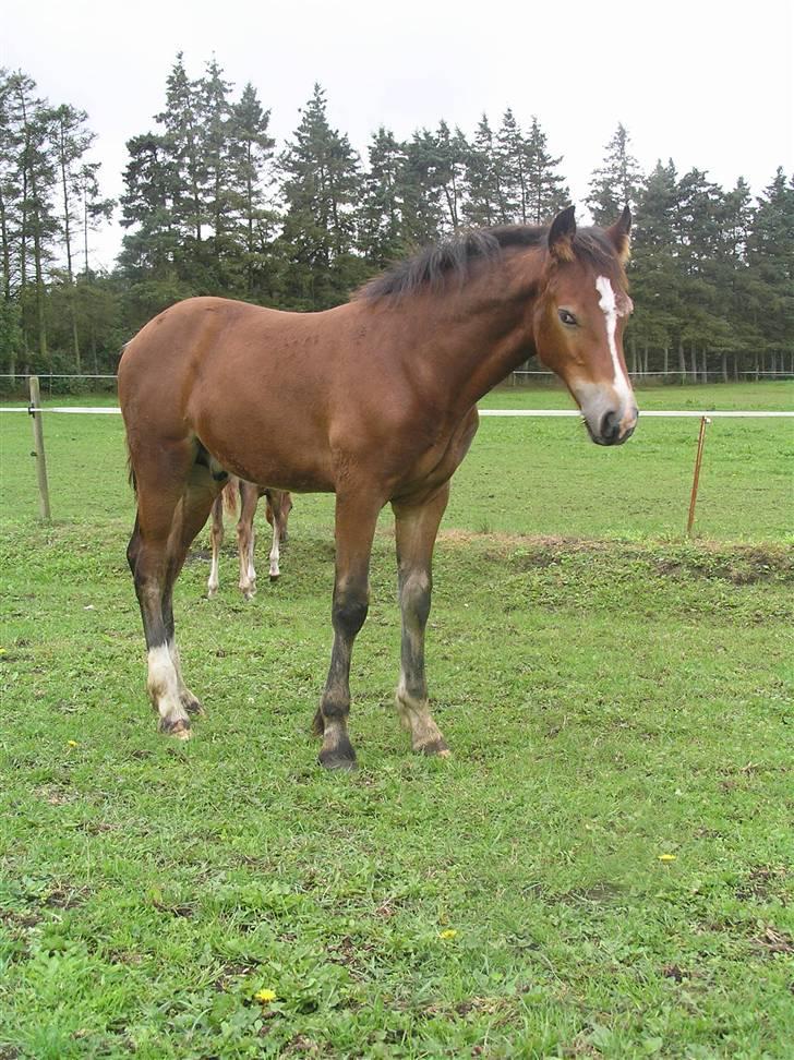 Welsh Cob (sec D) Bjerregårds Valentino  billede 6