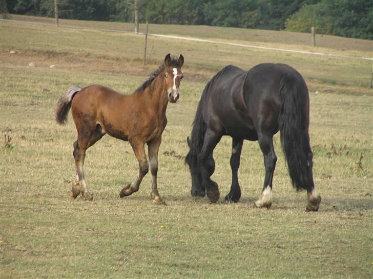 Welsh Cob (sec D) Bjerregårds Valentino  billede 10