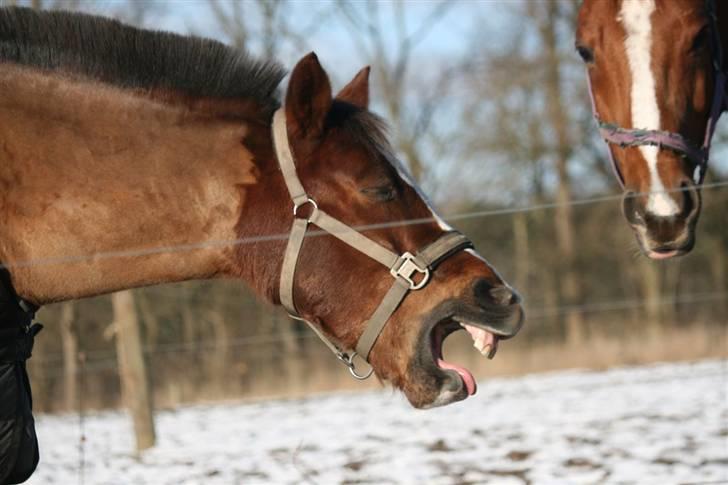 Anden s&#230;rlig race Hovvejens Rex - NYT. februar 09. ej Rex, er du tr&#230;t? foto: pernica foto. billede 11