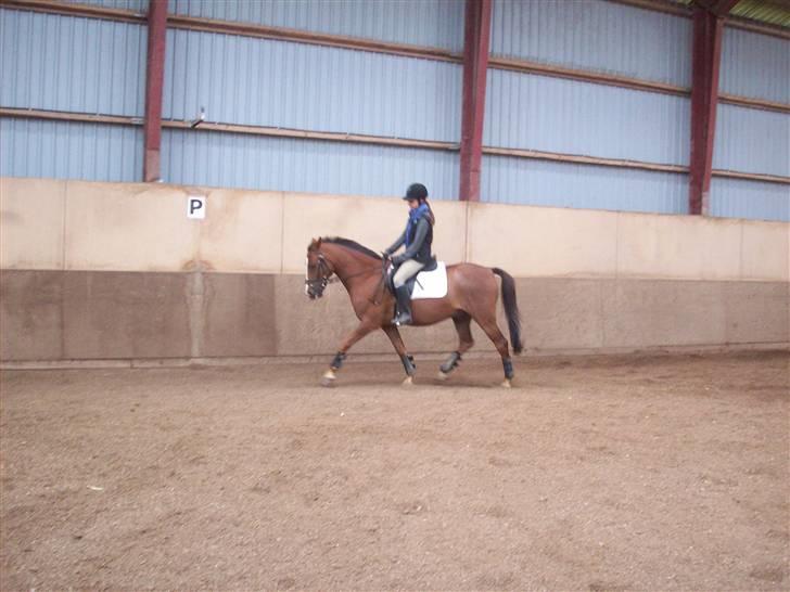 Anden s&#230;rlig race Hovvejens Rex - sommer (d&#229;rligt vejr) 08 . billede 12