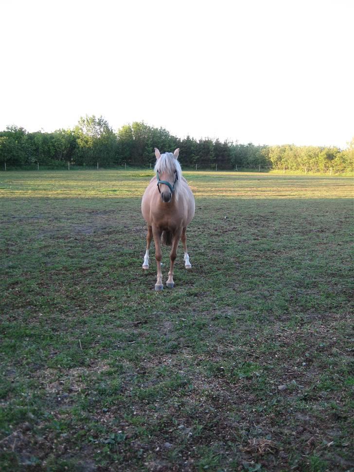 Welsh Pony (sec B) Låddenhøjs Zennia - 3 uger til følle-bølle billede 6