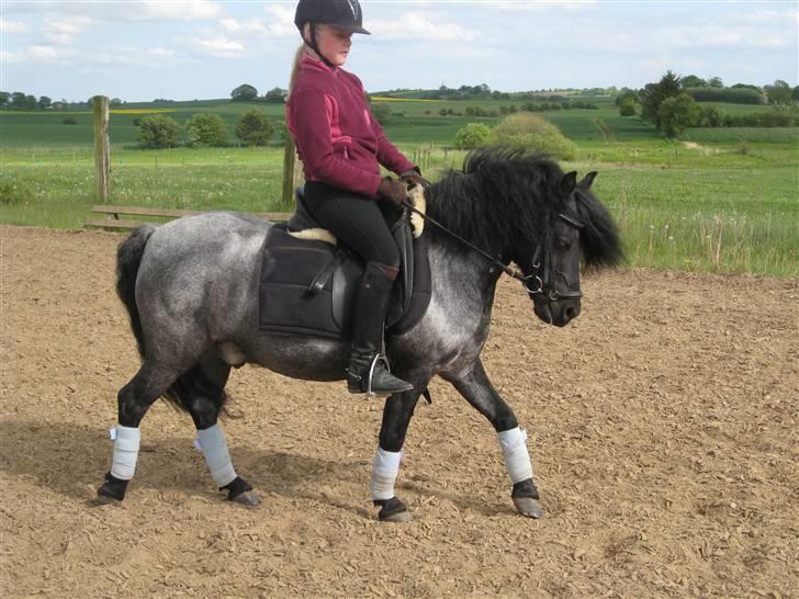 Anden særlig race Hubert billede 13