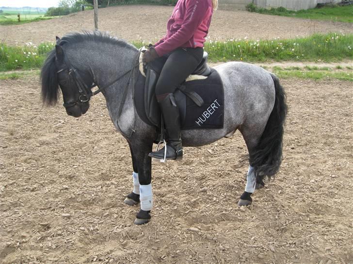 Anden særlig race Hubert billede 14