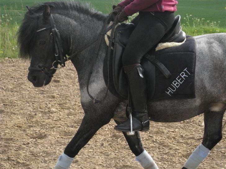 Anden særlig race Hubert billede 15