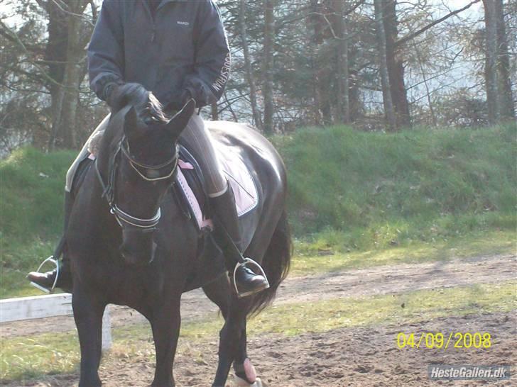 Dansk Varmblod Søholms Halina "OBS. STJÅLET" !! billede 13