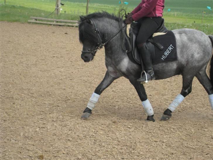 Anden særlig race Hubert billede 16