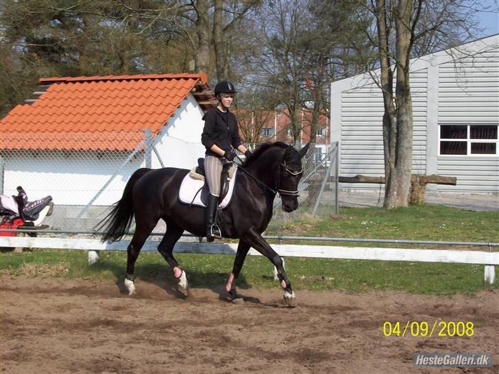 Dansk Varmblod Søholms Halina "OBS. STJÅLET" !! billede 15