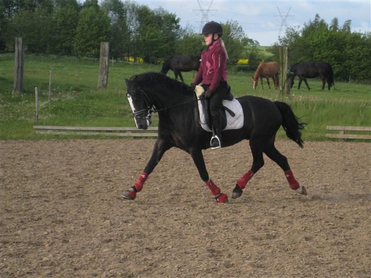 Welsh Cob (sec D) Meter - Gammelt trænings billed. billede 5