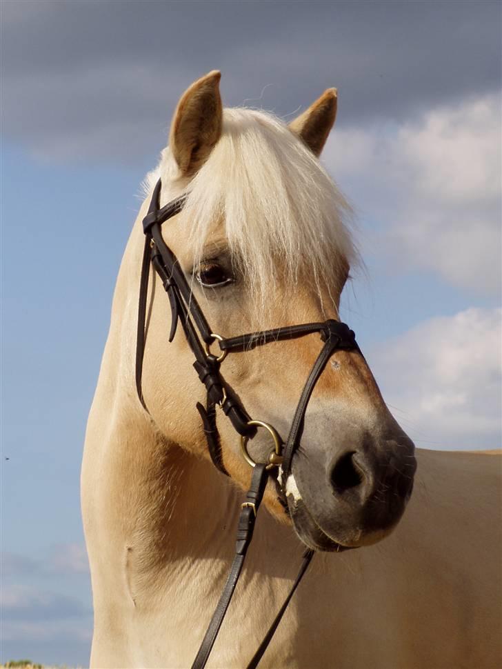 Fjordhest Glittra Gudenå - Glittra 01.07.2008  billede 1