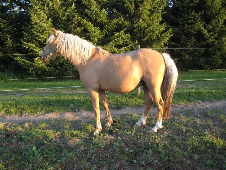 Welsh Pony (sec B) Låddenhøjs Zennia - 3 uger til følle-bølle...... billede 7