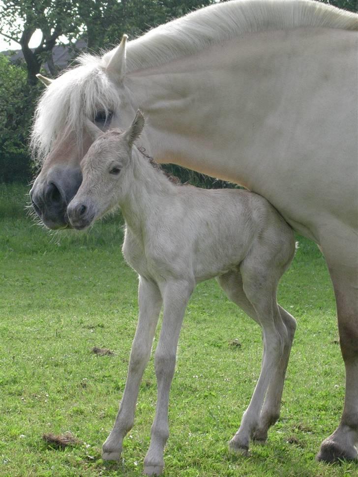 Fjordhest Glittra Gudenå - Glittra og hendes føl der her er knap 1 time gammel (Birkens Gamsine) 09.06.2005 billede 2