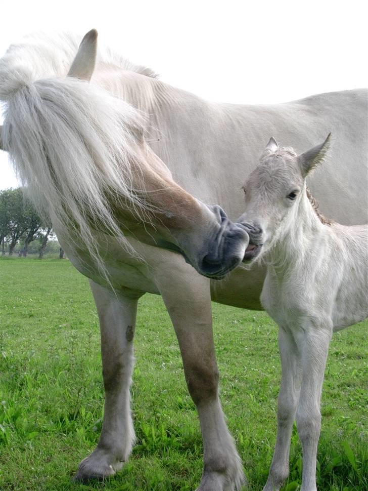 Fjordhest Glittra Gudenå - Glittra og hendes føl der her er knap 1 time gammel (Birkens Gamsine) 09.06.2005 billede 3
