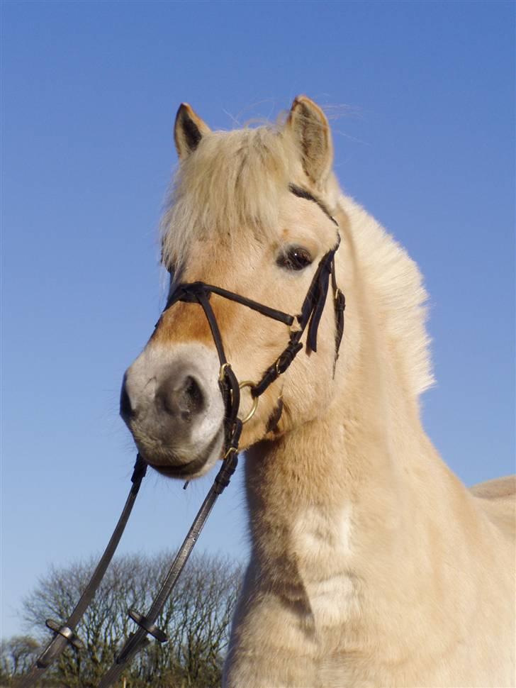 Fjordhest Glittra Gudenå - Glittra 14.02.2009 billede 4