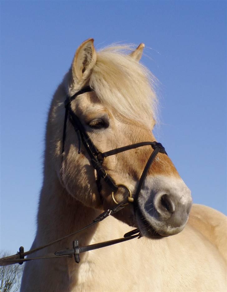 Fjordhest Glittra Gudenå - Glittra 14.02.2009 billede 6