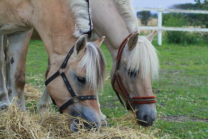 Fjordhest Glittra Gudenå - Glittra Gudenå og Ingunn Granlygaard 07.08.2010 billede 7