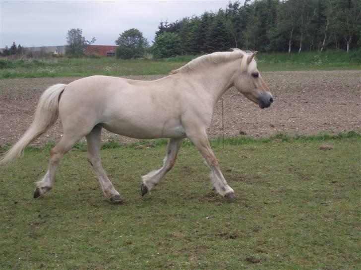 Fjordhest Glittra Gudenå - Glittra sommer 2006. Hun er stadig frisk efter en lang ridetur billede 8