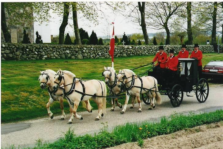Fjordhest Glittra Gudenå - Glittra er med i firespandet. Hun går bagerst ind mod kirken. 2002  billede 10