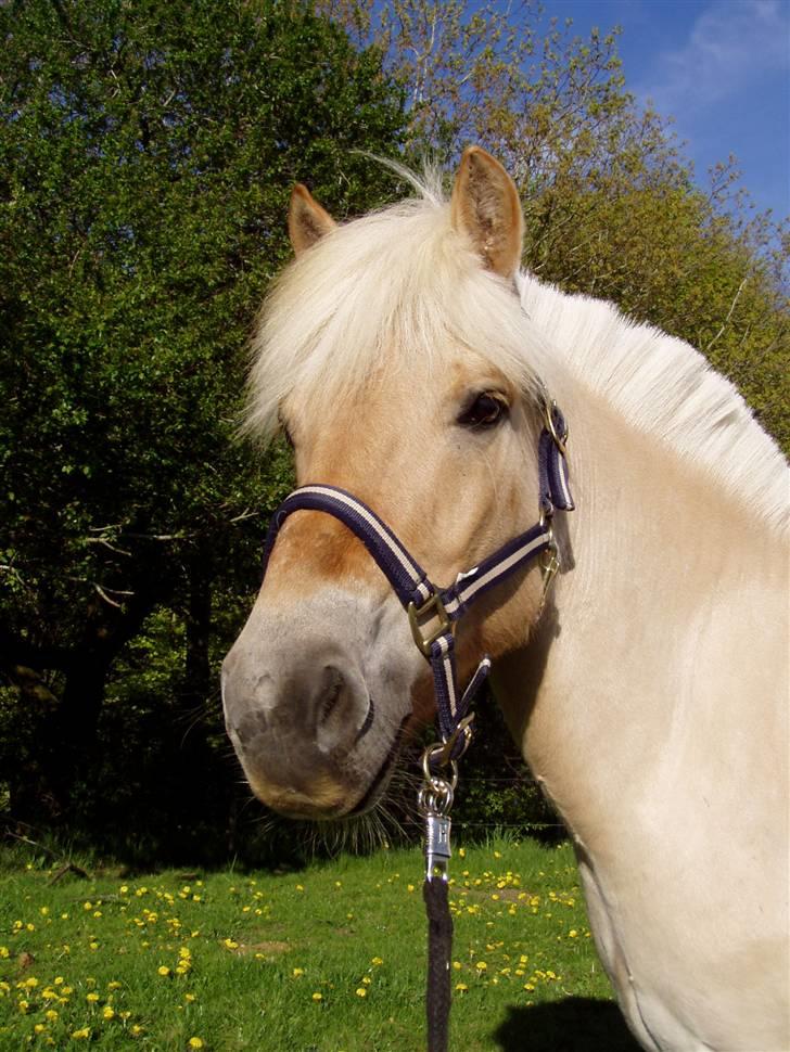 Fjordhest Glittra Gudenå - Glittra sommer 2007 billede 11