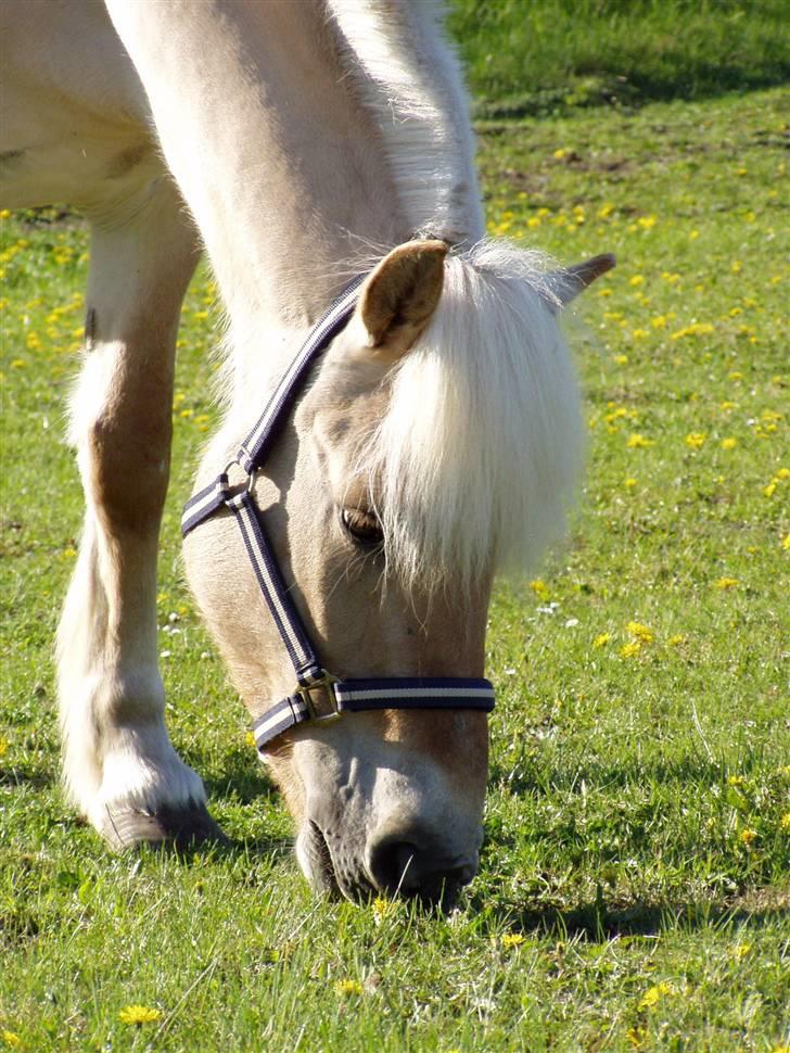 Fjordhest Glittra Gudenå - Glittra sommer 2007 billede 12