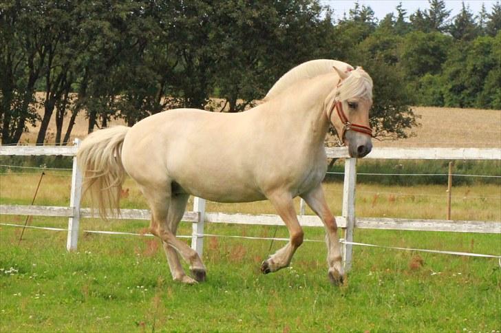 Fjordhest Glittra Gudenå - Glittra aug.2010 billede 13