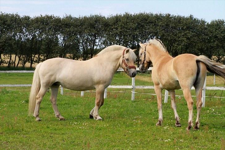 Fjordhest Glittra Gudenå - Glittra møder Ingunn første gang 07.08.2010 billede 14